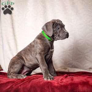 Ella, Cane Corso Puppy